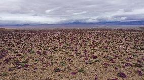 (SKYEYE)CHINA-XINJIANG-ALTUN MOUNTAINS-NATURE RESERVE (CN)