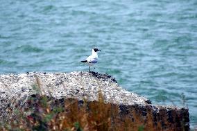 Khadzhibey estuary on Black Sea coast