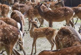 Baby deer in Nara park