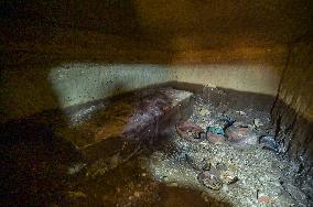Discovery Of An Intact 2600-Year-Old Etruscan Tomb - Rome