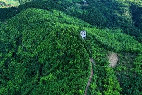 Artificially Planted Bamboo Forests in Meishan