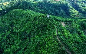 Artificially Planted Bamboo Forests in Meishan