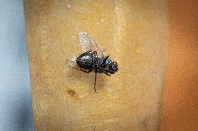 Houseflies Swarm In Warm Temperatures In Europe Heatwave