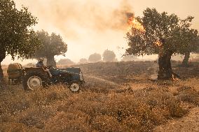 Wildfire In Nea Zoi Of Nea Peramos