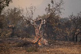 Wildfire In Nea Zoi Of Nea Peramos