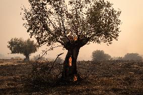 Wildfire In Nea Zoi Of Nea Peramos