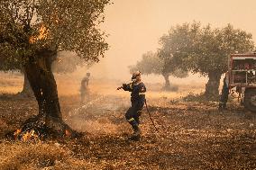 Wildfire In Nea Zoi Of Nea Peramos