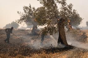 Wildfire In Nea Zoi Of Nea Peramos