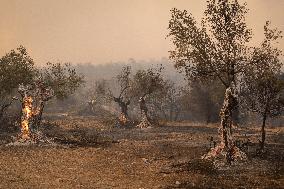 Wildfire In Nea Zoi Of Nea Peramos