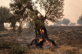 Wildfire In Nea Zoi Of Nea Peramos