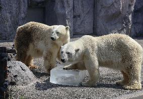 Hokkaido zoo animals cool off with ice