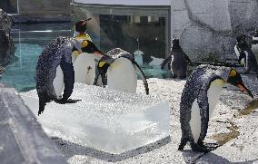 Hokkaido zoo animals cool off with ice