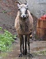 Bighorn sheep in northeastern Japan zoo