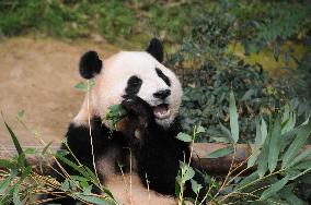 SOUTH KOREA-YONGIN-GIANT PANDA-3RD BIRTHDAY