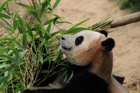 SOUTH KOREA-YONGIN-GIANT PANDA-3RD BIRTHDAY