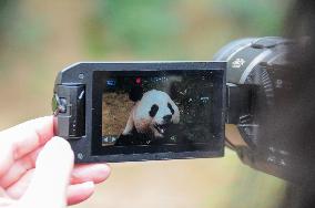 SOUTH KOREA-YONGIN-GIANT PANDA-3RD BIRTHDAY