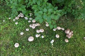 Poisonous mushrooms