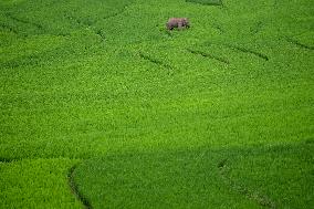 CHINA-YUNNAN-JIANGCHENG-ASIAN ELEPHANTS (CN)