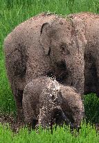 CHINA-YUNNAN-JIANGCHENG-ASIAN ELEPHANTS (CN)