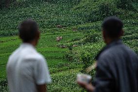 CHINA-YUNNAN-JIANGCHENG-ASIAN ELEPHANTS (CN)