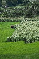 CHINA-YUNNAN-JIANGCHENG-ASIAN ELEPHANTS (CN)