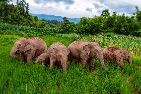 CHINA-YUNNAN-JIANGCHENG-ASIAN ELEPHANTS (CN)