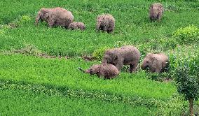 CHINA-YUNNAN-JIANGCHENG-ASIAN ELEPHANTS (CN)