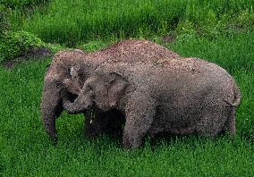 CHINA-YUNNAN-JIANGCHENG-ASIAN ELEPHANTS (CN)