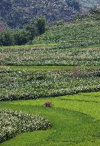 CHINA-YUNNAN-JIANGCHENG-ASIAN ELEPHANTS (CN)