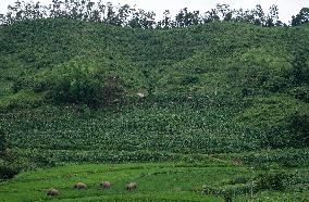 CHINA-YUNNAN-JIANGCHENG-ASIAN ELEPHANTS (CN)