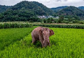 CHINA-YUNNAN-JIANGCHENG-ASIAN ELEPHANTS (CN)