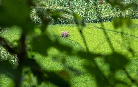 CHINA-YUNNAN-JIANGCHENG-ASIAN ELEPHANTS (CN)