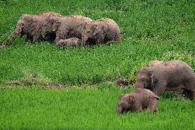 CHINA-YUNNAN-JIANGCHENG-ASIAN ELEPHANTS (CN)