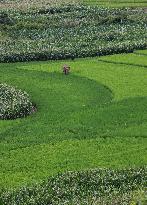 CHINA-YUNNAN-JIANGCHENG-ASIAN ELEPHANTS (CN)