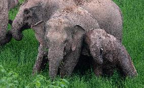 CHINA-YUNNAN-JIANGCHENG-ASIAN ELEPHANTS (CN)