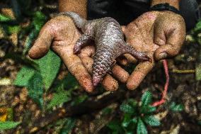Hundred Pangolins Back Released To Forest - Indonesia