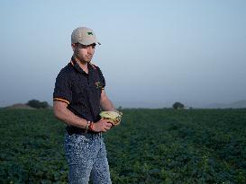 Heat And Drought Reduce Watermelon And Melon Harvest By Half - Spain