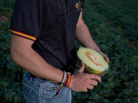Heat And Drought Reduce Watermelon And Melon Harvest By Half - Spain