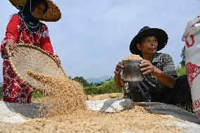 INDONESIA-BOGOR-RICE HARVEST