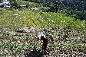 INDONESIA-BOGOR-RICE HARVEST