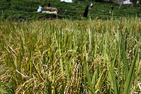 INDONESIA-BOGOR-RICE HARVEST