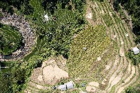 INDONESIA-BOGOR-RICE HARVEST