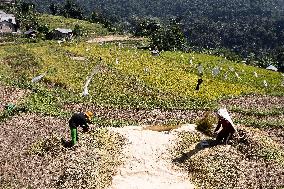 INDONESIA-BOGOR-RICE HARVEST