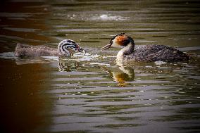 Wildlife Scene In The Netherlands With Great Crested Grebe Bird Fishing