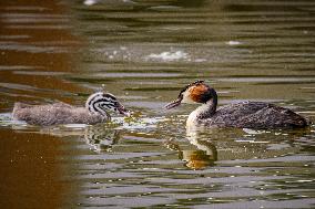 Wildlife Scene In The Netherlands With Great Crested Grebe Bird Fishing