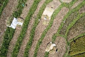 INDONESIA-BOGOR-RICE HARVEST