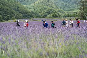 Tourists Play at A Lavender Planting Base in Bijie, China