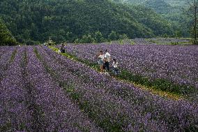 Tourists Play at A Lavender Planting Base in Bijie, China