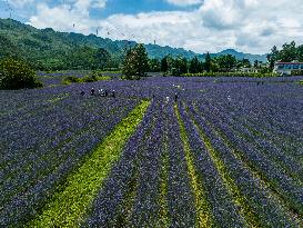 Tourists Play at A Lavender Planting Base in Bijie, China