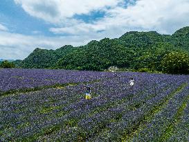 Tourists Play at A Lavender Planting Base in Bijie, China